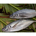 Mackerel de caballos redondos congelados 16-20 cm para la exportación